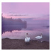 Fotografie Mute swans with cygnets, Milamai, 40 × 40 cm