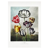 Ilustrace Tulips from The Temple of Flora (1807), Studio Collection, (30 x 40 cm)