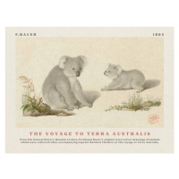 Obrazová reprodukce Watercolour Koalas from The Voyage to Terra Australis (Vintage Academia) - F