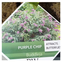 Komule Davidova 'Purple Chip' výška 30/40cm, květináč 4 litry