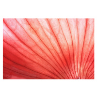 Fotografie Back lit Red Onion skin showing, Zen Rial, 40 × 26.7 cm