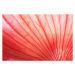 Fotografie Back lit Red Onion skin showing, Zen Rial, (40 x 26.7 cm)