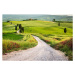 Fotografie Dirt road and green field in Tuscany, Shaiith, 40 × 26.7 cm