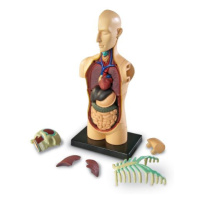 Anatomický model lidského těla