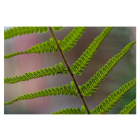 Fotografie Fern leaves, fastfun23, (40 x 26.7 cm)