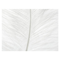 Fotografie Abstract background of white feather close up., Ana Maria Serrano, 40 × 30 cm