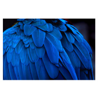 Umělecká fotografie The blue feathers and beautiful luster, Alvin Huang, (40 x 26.7 cm)