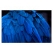 Fotografie The blue feathers and beautiful luster, Alvin Huang, 40 × 26.7 cm