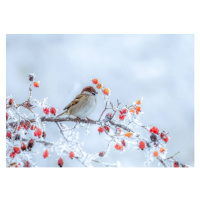 Ilustrace A frozen sparrow sits on a, Igor Klyakhin, (40 x 30 cm)