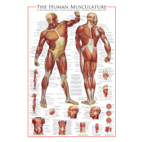 Plakát, Obraz - The Muscular System, 61 × 91.5 cm