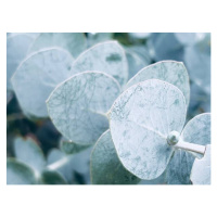 Fotografie Australian Blue Gum Leaves, lynnebeclu, 40 × 30 cm