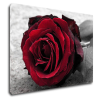 Impresi Obraz Růže na černobílém pozadí - 70 x 50 cm