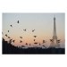 Fotografie Eiffel Tower, Pigeons, Peter Cade, 40 × 26.7 cm