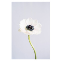 Fotografie Precious Anemone, uplusmestudio, 26.7 × 40 cm