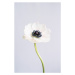 Fotografie Precious Anemone, uplusmestudio, 26.7 × 40 cm