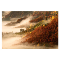 Fotografie November's fog, Bor, 40x26.7 cm