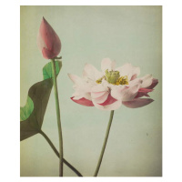 Obrazová reprodukce Lotus, 1896, Ogawa Kazumasa, 33.2 × 40 cm