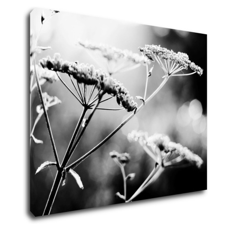 Impresi Obraz Černobílá luční květina - 90 x 70 cm