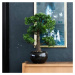 Emerald Umělý fíkus mini bonsai zelený 47 cm 420006