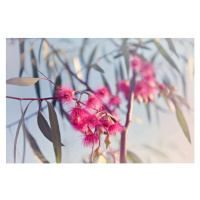 Fotografie Crimson eucalyptus flowers bursting into bloom, Sharon Lapkin, 40 × 26.7 cm