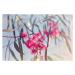 Fotografie Crimson eucalyptus flowers bursting into bloom, Sharon Lapkin, 40 × 26.7 cm