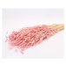 Sušina Oves barvený růžová 100-120g