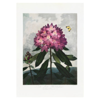 Ilustrace The Pontic Rhododendron from The Temple of Flora (1807), Studio Collection, 30 × 40 cm