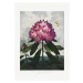 Ilustrace The Pontic Rhododendron from The Temple of Flora (1807), Studio Collection, 30 × 40 cm