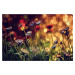 Umělecká fotografie Summer flowers, Dimitar Lazarov, (40 x 26.7 cm)
