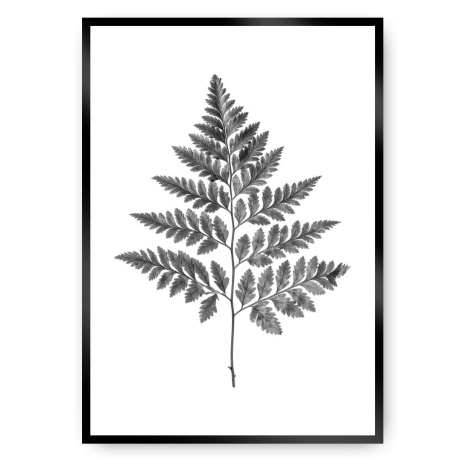 Dekoria Plakát Fern Grey, 30 x 40 cm, Ramka: Czarna