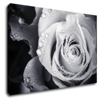 Impresi Obraz Černobílá růže s kapkami vody - 90 x 60 cm