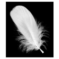 Fotografie White feather isolated on black background, hudiemm, 35 × 40 cm