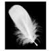 Fotografie White feather isolated on black background, hudiemm, 35 × 40 cm