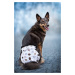 Lama hárací kalhotky pro psa Barva: Béžová, Obvod slabin (cm): 57 - 68