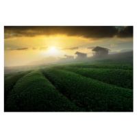 Fotografie misty sunrise in tea garden, NingYun Ye, 40 × 26.7 cm