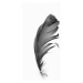 Fotografie Black feather, Sisi & Seb, 26.7x40 cm