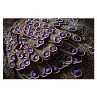 Fotografie Grey peacock-pheasant, Polyplectron bicalcaratum, close-up detail, Ondrej Prosicky, 4