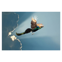 Fotografie peacock flying on blue sky, charti1, 40 × 26.7 cm