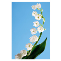 Ilustrace Lily of the valley, convallaria majalis, Creativ Studio Heinemann, (26.7 x 40 cm)