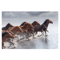 Fotografie Herd of Wild Horses Running in Water, tunart, 40 × 26.7 cm