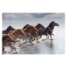 Fotografie Herd of Wild Horses Running in Water, tunart, 40 × 26.7 cm