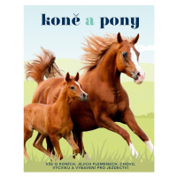 Koně a pony - Vše o koních