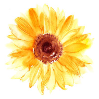 Fotografie Hand drawn watercolorsunflower in yellow color, bokasin, 40 × 40 cm