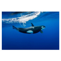 Fotografie Underwater view of a female orca, by wildestanimal, 40 × 26.7 cm