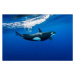 Fotografie Underwater view of a female orca, by wildestanimal, 40 × 26.7 cm