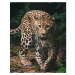 Jerry Fabrics Dětská deka Leopard green, 120 x 150 cm