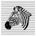Ilustrace Striped zebra, Martina Pavlova, (40 x 40 cm)