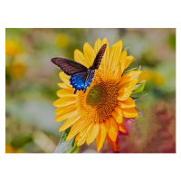 Fotografie Swallowtail on Sunflower, Dennis Govoni, 40 × 30 cm