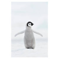 Fotografie Emperor penguin (Aptenodytes forsteri)., Martin Ruegner, 26.7x40 cm