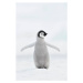 Fotografie Emperor penguin (Aptenodytes forsteri)., Martin Ruegner, 26.7x40 cm